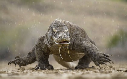 Vườn quốc gia Indonesia tăng giá vé tham quan rồng Komodo, gói sang chảnh nhất hơn 1 tỷ đồng