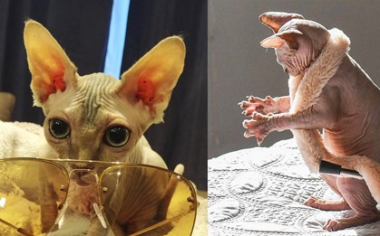 Chùm ảnh chứng minh mèo Sphynx trụi lông trông nhăn nheo thế thôi chứ đáng yêu nhất đấy