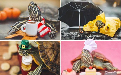 Cuộc sống sang chảnh của 2 chú rùa tai đỏ đang chiếm trọn trái tim người dùng Instagram