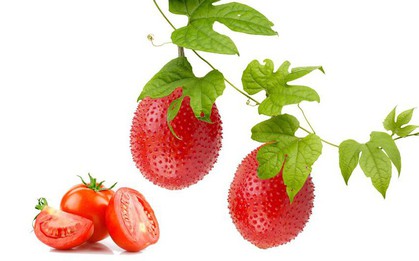 Chứa hàm lượng dưỡng chất cao gấp nhiều lần cà chua, cà rốt; gấc chính là thực phẩm vàng dành cho lá gan