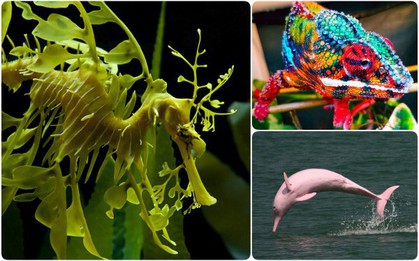 Hóa ra trên đời có những loài vật siêu hiếm với vẻ đẹp "vô lý" đến nỗi ai cũng ngỡ là Photoshop