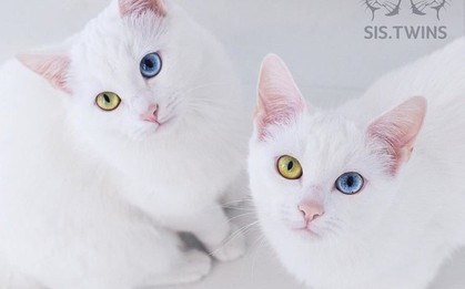 Gặp gỡ cặp mèo sinh đôi mới nổi trên Instagram khiến tim bạn tan chảy chỉ trong một cái nhìn trìu mến