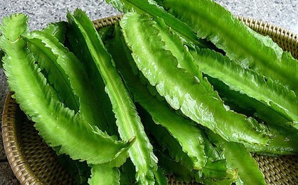 Lợi ích tuyệt vời của quả đậu rồng đối với sức khỏe
