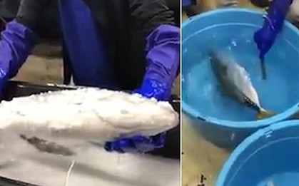 Video gây sốt: Cá đông lạnh "hồi sinh" thần kỳ sau khi được thả vào nước ấm