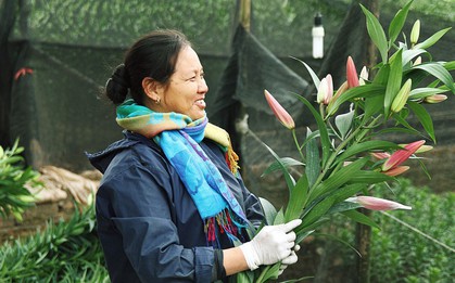 Làng Tây Tựu nhộn nhịp tiếng cười những ngày giáp Tết, người nông dân hy vọng vào một mùa vụ sung túc