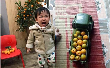 Nỗi lòng người bố mua cây quất đẹp chơi Tết, vừa kịp đăng Facebook khoe thì con gái vặt sạch quả