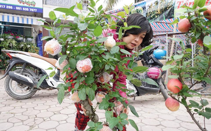 Bonsai táo Trung Quốc bị đồn có độc: Ông chủ vặt quả ăn tại chỗ