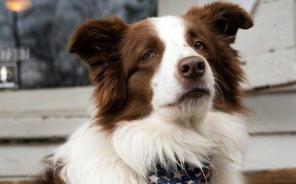 Câu chuyện về chú chó tranh cử Tổng thống Mỹ