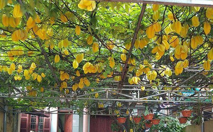 Dân mạng ứa nước miếng với cây khế khổng lồ hàng nghìn quả vàng ươm lúc lỉu trên cành