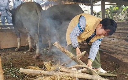 Nhiều trâu bò chết rét vì thiếu thức ăn dự trữ