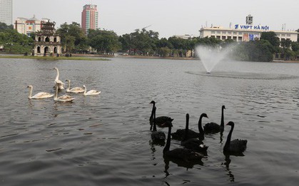 Người tặng thiên nga thả ở Hồ Gươm: "Tôi rất buồn và có lẽ đầu hàng dư luận thôi"