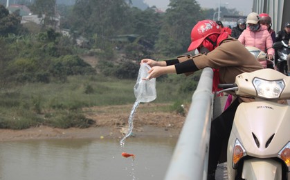 Người dân "vô tư" ném cá chép từ trên cầu cao hàng chục mét xuống sông để phóng sinh trong ngày ông Công ông Táo