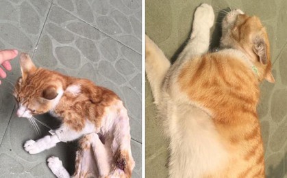 Hội thi sen mát tay toàn quốc: những con lợn đội lốt mèo ôm mộng làm bá chủ