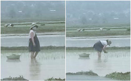Thai phụ bụng bầu vượt mặt vẫn phải còng lưng cấy lúa: Người thương cảm, người cho biết đó là chuyện thường thấy ở quê