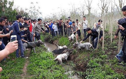 Chó săn và lợn rừng "tử chiến": Hành động đầy phản cảm, gây nguy hiểm không thể chấp nhận