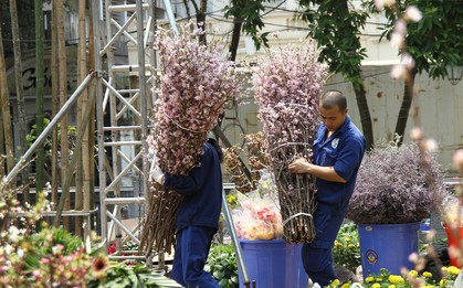 Hàng trăm công nhân tất bật chuẩn bị cho Lễ hội hoa anh đào tại Hà Nội