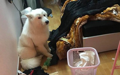 Phá nhà cũng phải có thần thái: Con boss bỗng dưng nổi tiếng vì mang gương mặt lầy lội sau khi gây ra tội