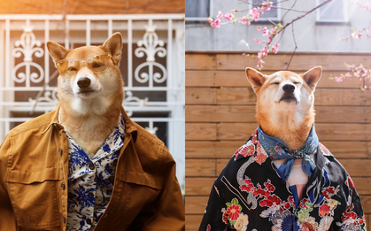 Chú chó Shiba là gương mặt đại diện cho nhiều hãng thời trang lớn, kiếm hơn 300 triệu mỗi tháng