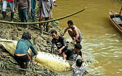 Mổ bụng cá sấu, tá hỏa phát hiện chân tay người