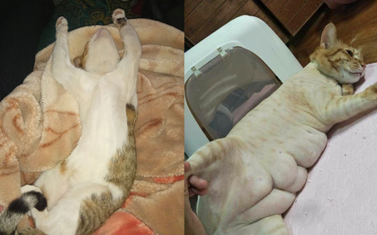 Chùm ảnh: Các sen khoe ảnh dìm hàng boss không còn chút nể nang gì