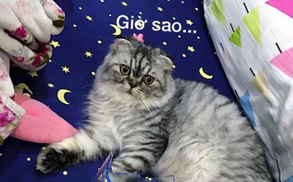 Góc boss bựa: Làm vỡ đồ vật chỉ cần diễn đúng một bài là thoát tội, hiệu quả 100%