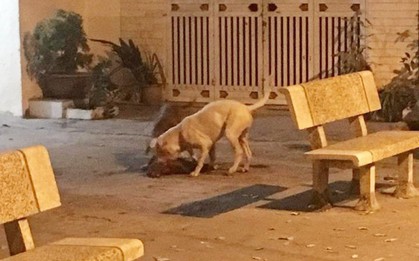 Hà Nội: Chủ nhân đau đớn chứng kiến chó cưng Poodle bị 2 con Pitbull cắn xé tới chết mà chẳng thể làm gì