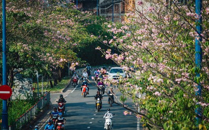 Sài Gòn trong mùa hoa kèn hồng nở rộ, khắp phố phường như đang vào xuân