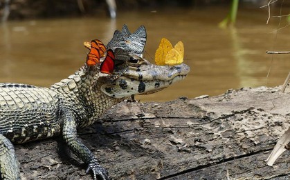 Bức ảnh cá sấu thần thái khiến người ta cứ nghĩ là photoshop nhưng sự thật thì còn bất ngờ hơn thế