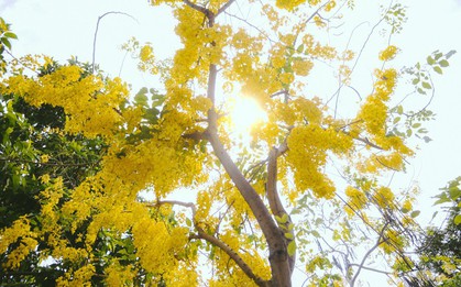 Chùm ảnh: Hoa Osaka rực rỡ "nhuộm vàng" đường phố Sài Gòn trong cái nắng tháng 4