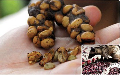 Quy trình sản xuất cafe chồn truyền thống sẽ giúp bạn hiểu vì sao nó lại đắt nhất thế giới