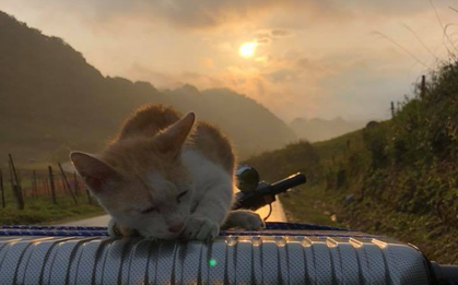 Góc duyên phận: Đang đi phượt một mình thì thấy chú mèo hoang, thanh niên cho luôn lên xe đi cùng