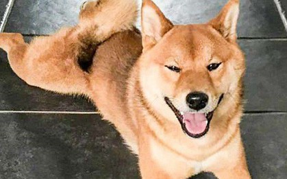 Chú chó cười tươi như hoa, chỉ nhìn mặt em ấy thôi cũng đủ vui cả ngày