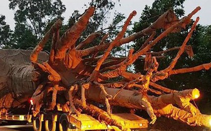Tài xế vận chuyển 3 cây khổng lồ khai chiêu thức bí mật né hàng chục trạm CSGT