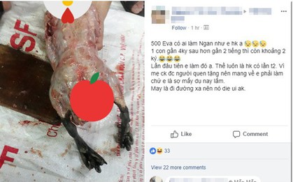 Nàng dâu làm thịt con ngan nặng từ 4kg xuống còn 2kg, không những sạch lông mà da cũng chẳng còn khiến hội chị em xôn xao