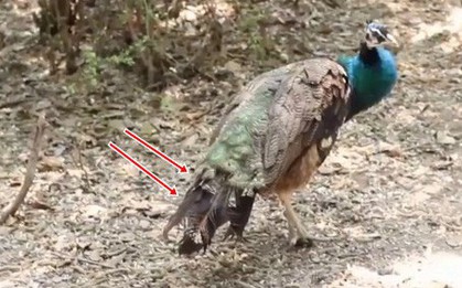 Hết đẩy khỉ xuống ao, du khách Trung Quốc lại lén vặt trụi lông công mang về vì thấy đẹp
