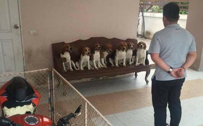 7 chú chó hợp sức phá tan yên xe của chủ, lại còn diễn sâu khi bị "hỏi cung"