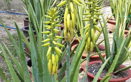 Trồng nha đam để nấu chè ăn cho mát, thiếu nữ ngậm ngùi nhìn cây trổ cả đống hoa