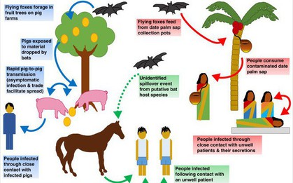 Một virus lạ hiếm gặp mới bùng phát và giết chết 9 người ở Ấn Độ, đây là những gì bạn cần biết về nó
