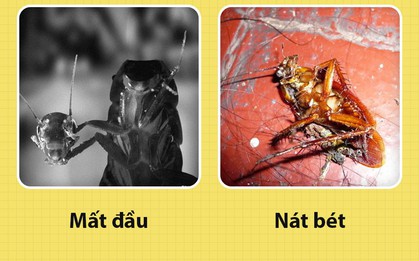 Chào các ông! Tôi là gián "Tiểu Cường" đây nhưng các ông có nên tôn trọng tôi một chút không?