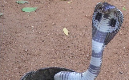 Bé gái Ấn Độ tử vong do bú sữa từ người mẹ bị rắn cắn