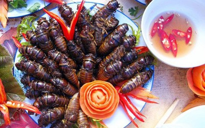Ve sầu - thứ "đặc sản" mùa hè giá cao ngất ngưởng, có lúc lên tới 500k/kg
