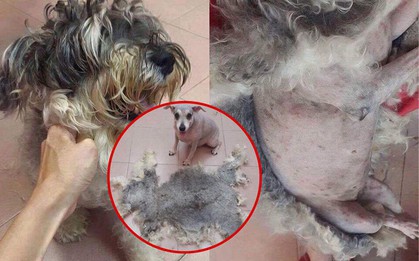 Sen cạo lông cho chó cưng và nhận ra mình vừa có một con boss khác chẳng liên quan gì tới con cũ