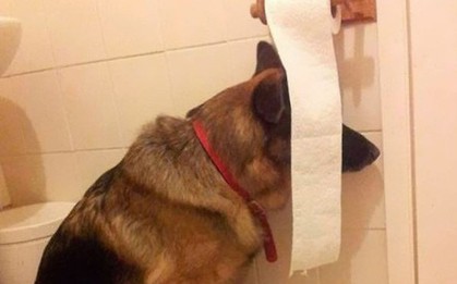 Đã biết vì sao chó sợ sấm sét, hóa ra các “boss” lại mang nặng ưu tư và nhạy cảm hơn con người nhiều