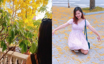 Muồng Hoàng Yến nở hoa hớp hồn cư dân mạng vì lãng mạn hơn cả phim Hàn