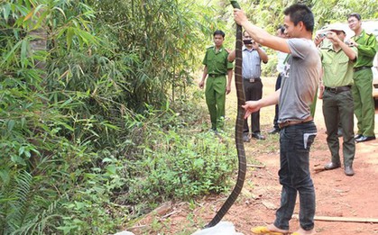 Clip: Người dân tay không bắt rắn hổ mang chúa dài gần 2m