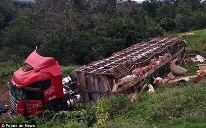 Tài xế điếng người khi xe chở 120 con lợn bị lật, người dân ùn ùn chạy ra hôi của