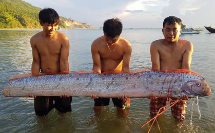 Người dân đổ xô xem cá hố rồng dài 3m bơi vào trước cổng đền