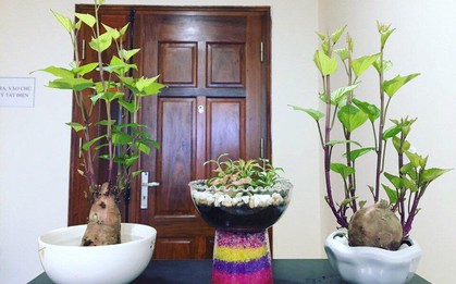 Trào lưu trồng cây cảnh để bàn hot nhất hè 2018: Nhất định phải là cây khoai lang đấy nhé!