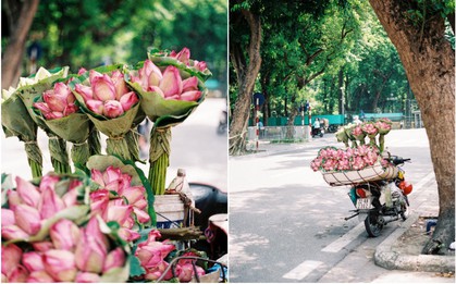 Hà Nội những ngày dịu dàng hơn nhờ mùa sen về trên phố