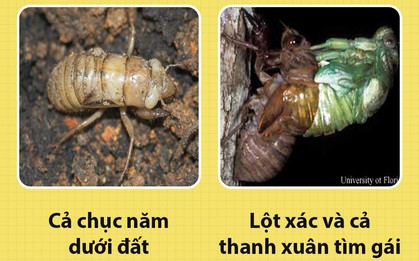 Hello! Tôi là ve sầu và các ông đang mắng chửi tôi sai hết rồi